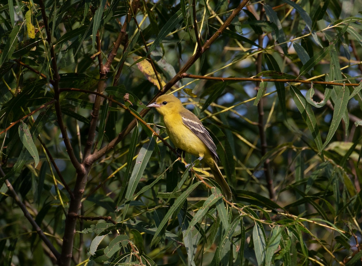 Orchard Oriole - ML476746721