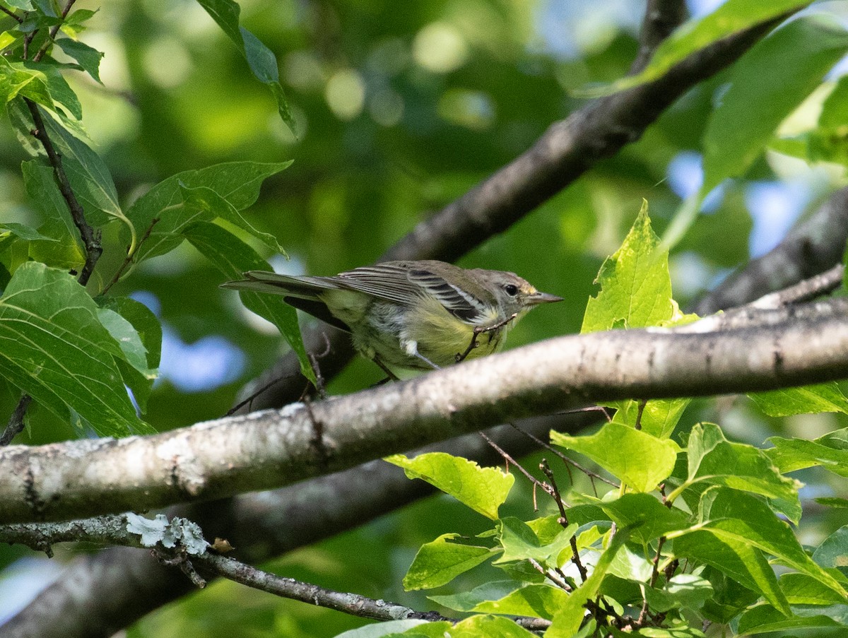 Pine Warbler - ML476746811