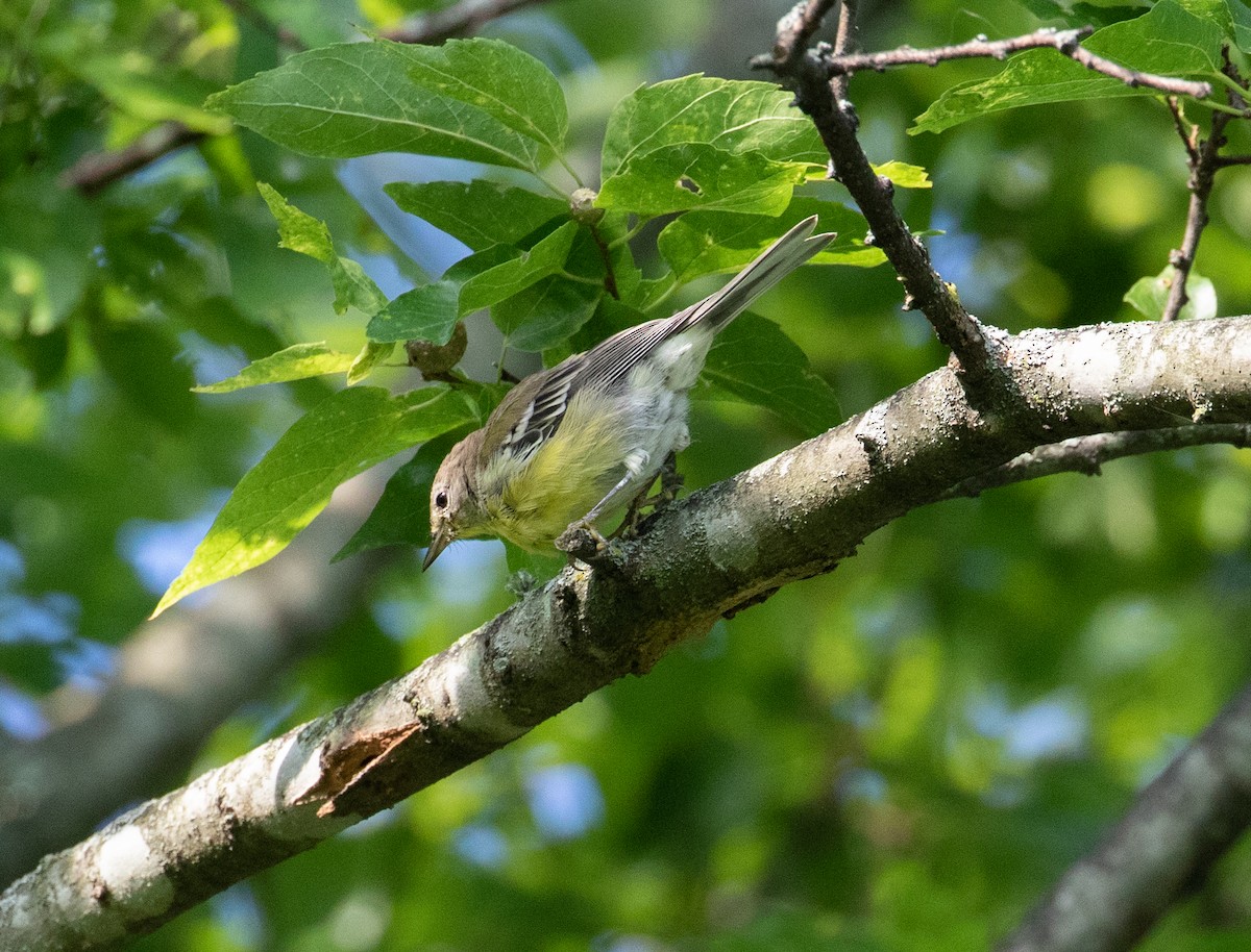 Pine Warbler - ML476746821