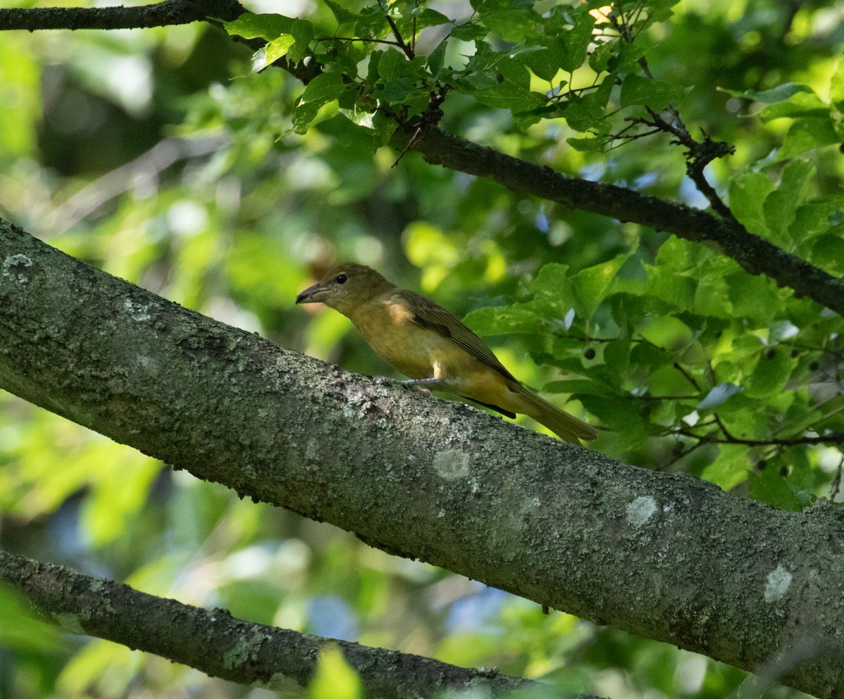 Summer Tanager - ML476746931