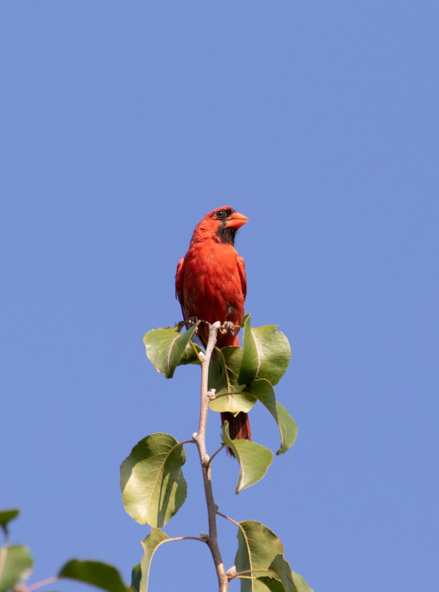 Northern Cardinal - ML476747041