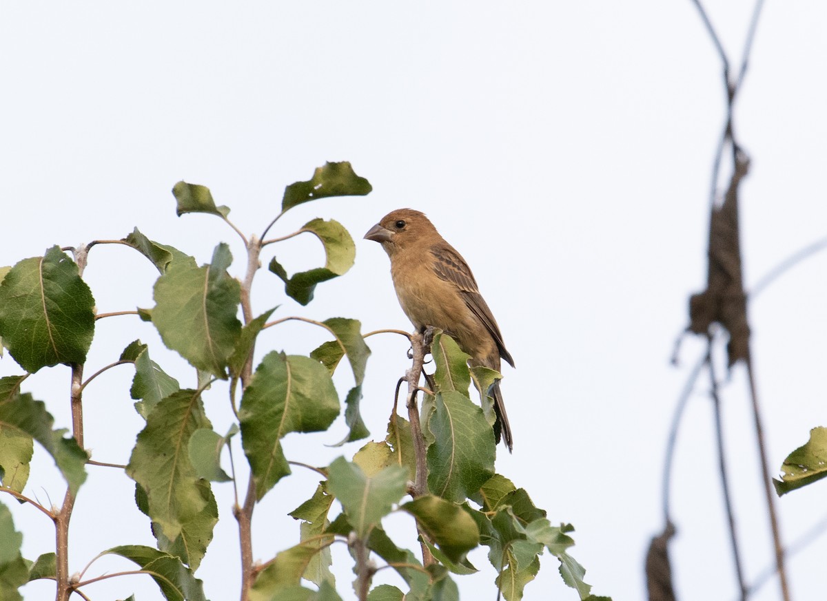 Blue Grosbeak - ML476747171