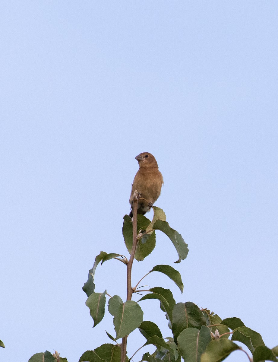Blue Grosbeak - ML476747181