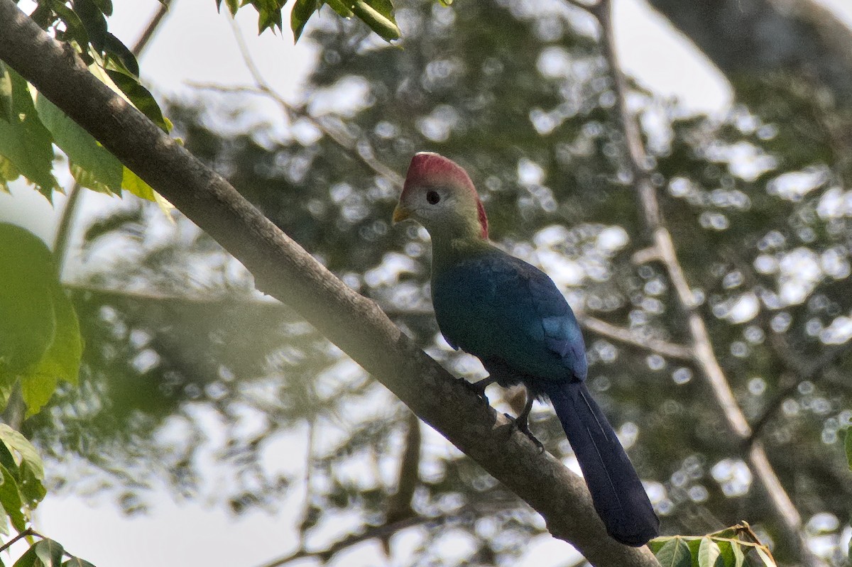 Turaco Crestirrojo - ML476747191