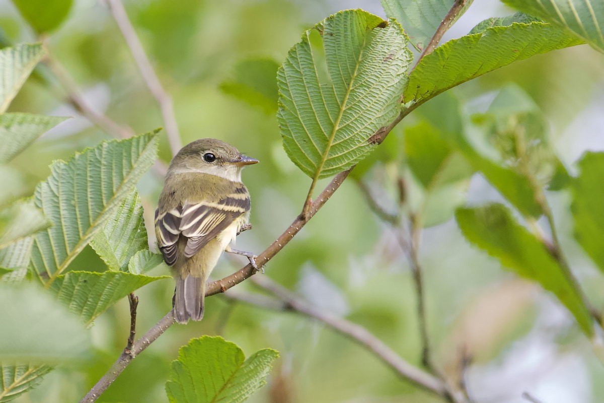 Least Flycatcher - ML476747971