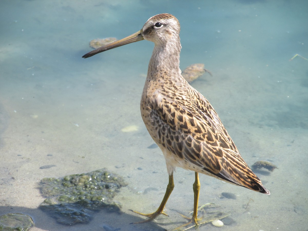 Short-billed Dowitcher - ML476748641