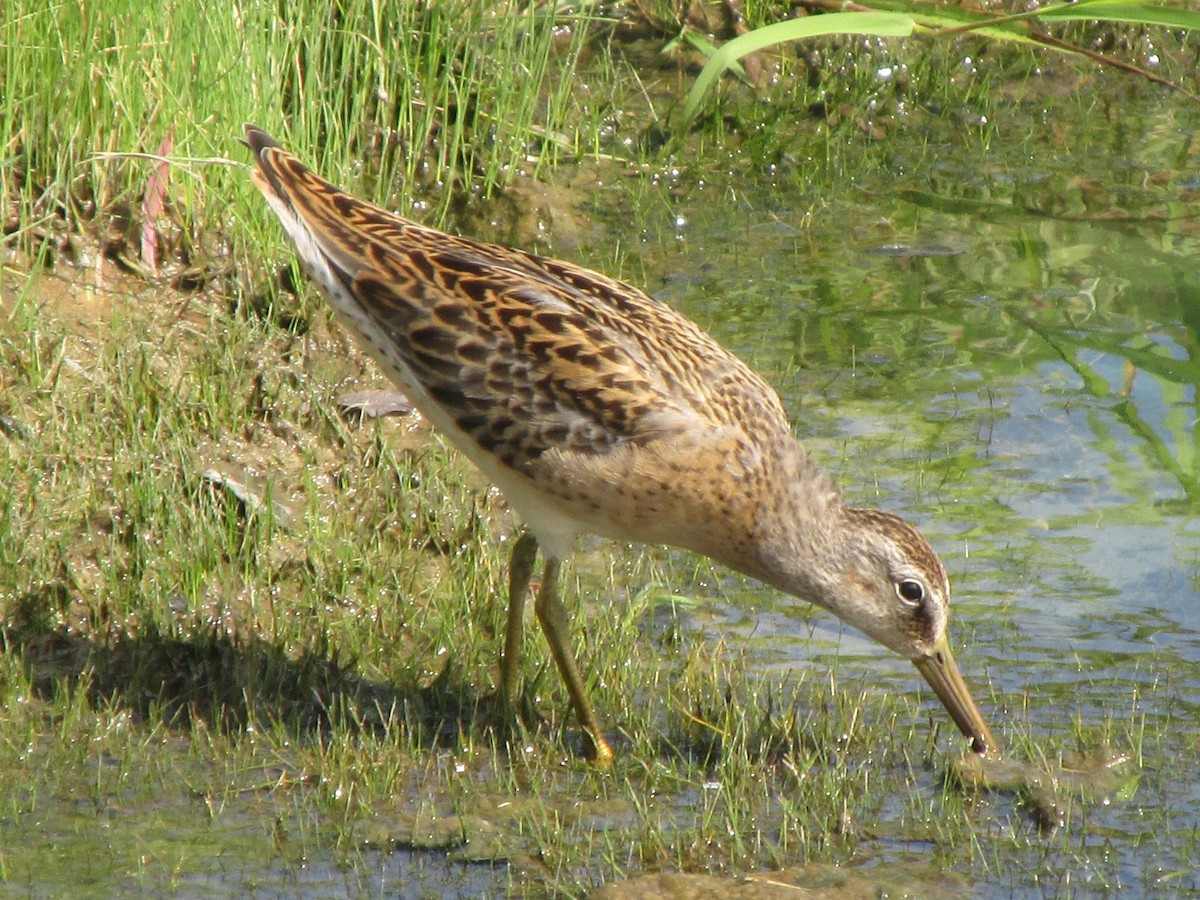 Short-billed Dowitcher - ML476748671