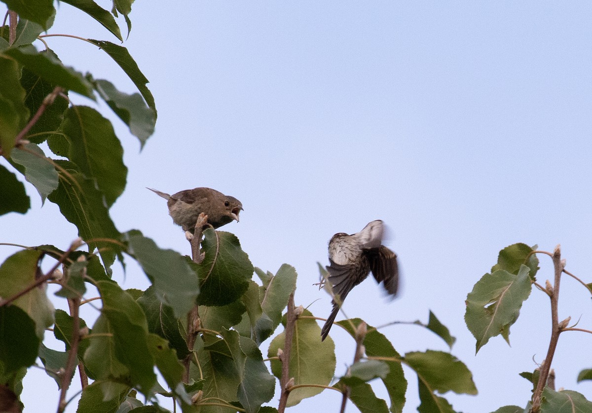 Brown-headed Cowbird - ML476748901