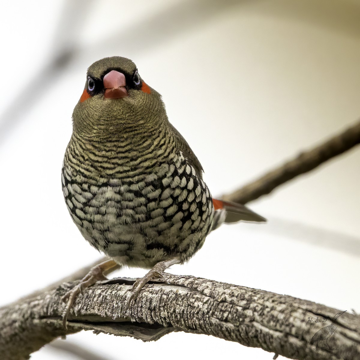 Red-eared Firetail - ML476750381