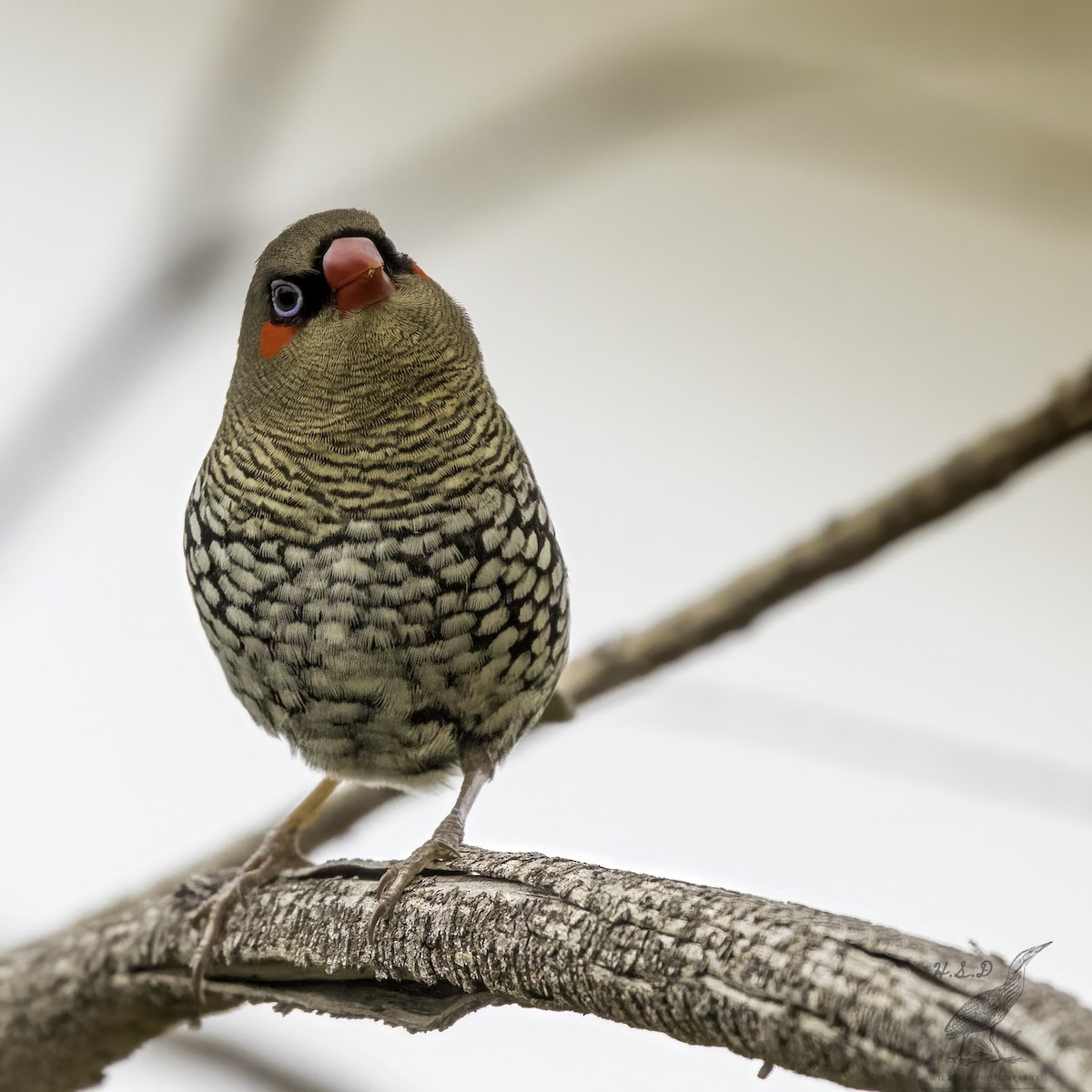 Red-eared Firetail - ML476750391