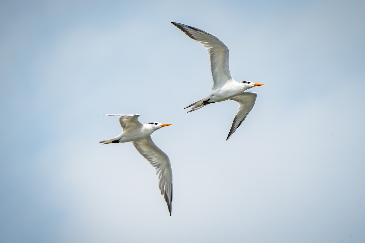 Royal Tern - ML476752631