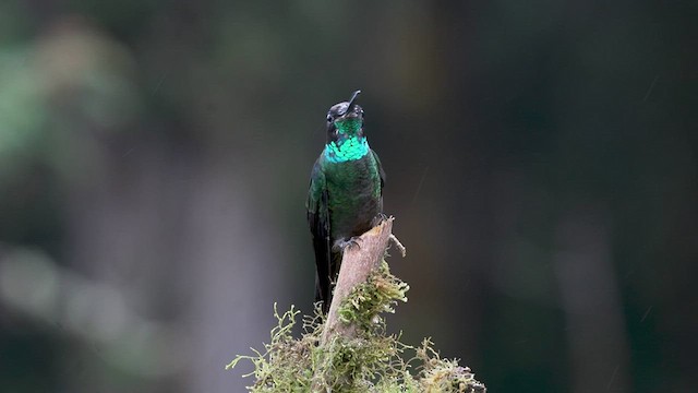 Colibri de la Talamanca - ML476754061