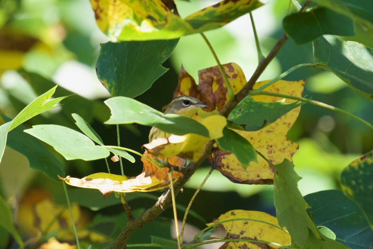 Blackburnian Warbler - ML476754311