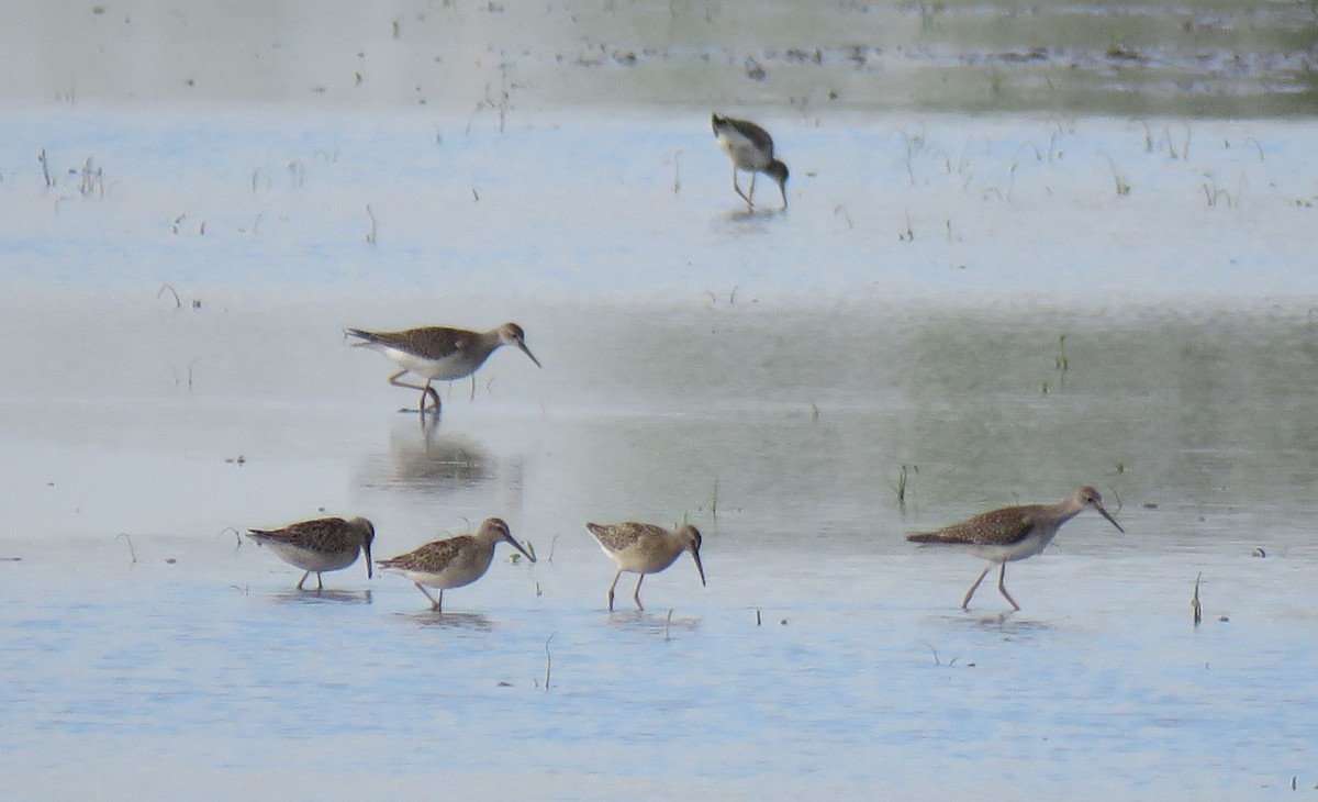 Stilt Sandpiper - ML476756161