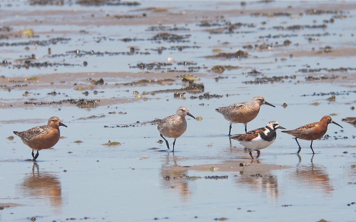 Red Knot - ML476757291