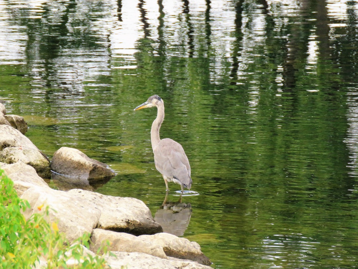 Great Blue Heron - Colette and Kris Jungbluth