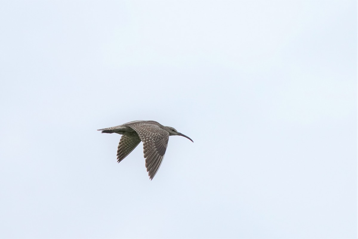 Whimbrel - ML476759821