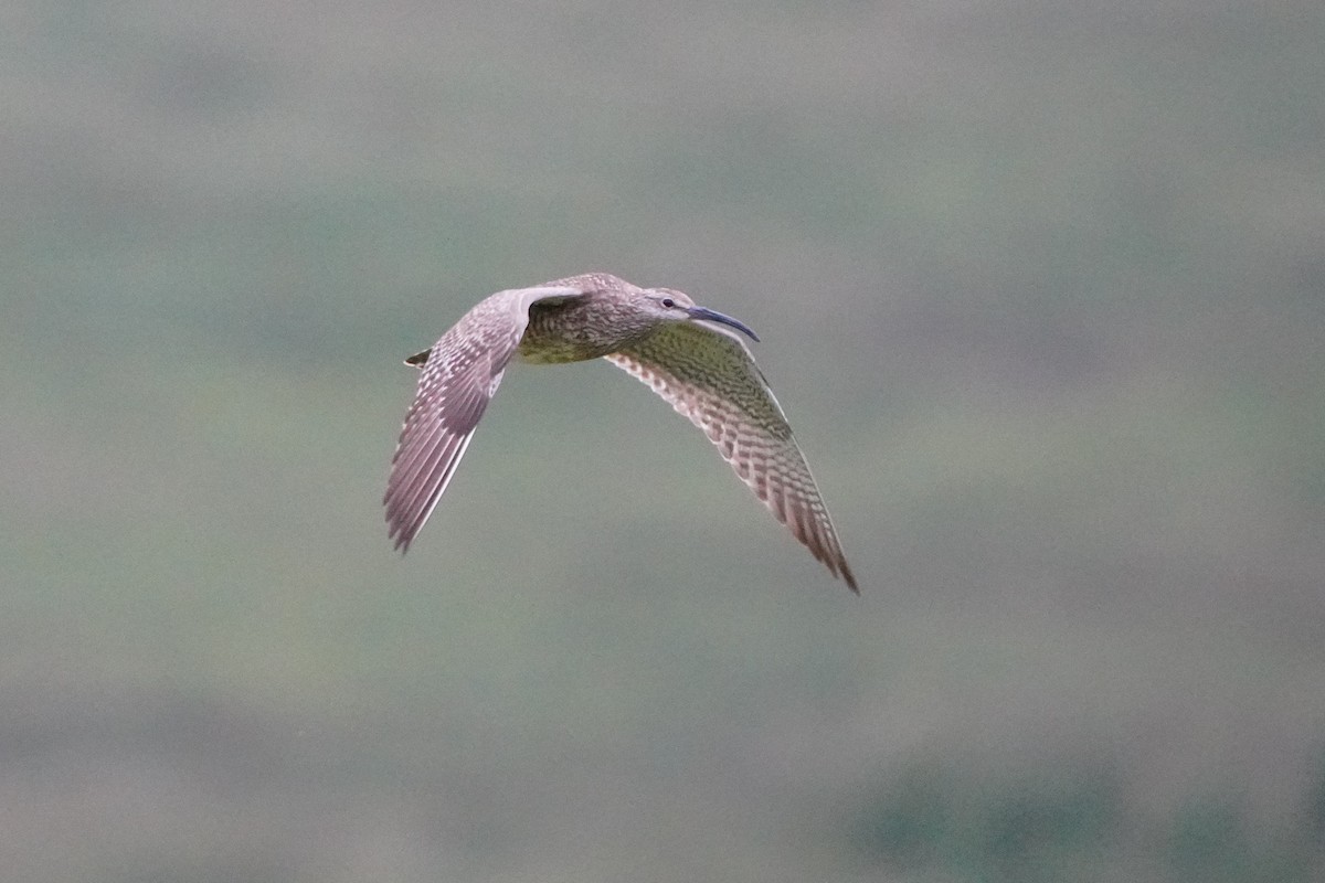 Regenbrachvogel - ML476759851