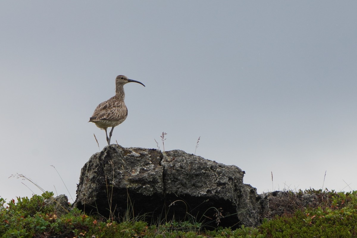 Regenbrachvogel - ML476759861