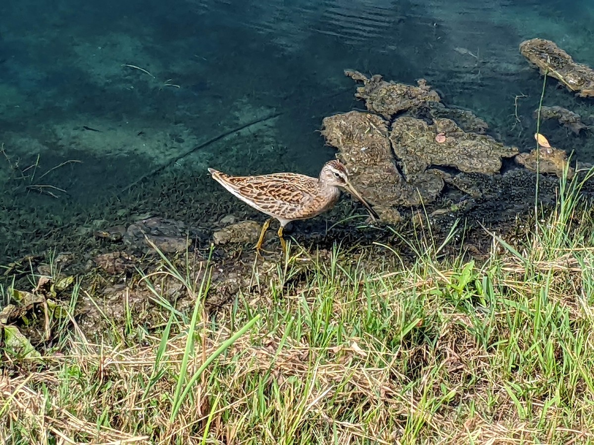 Short-billed Dowitcher - ML476760051