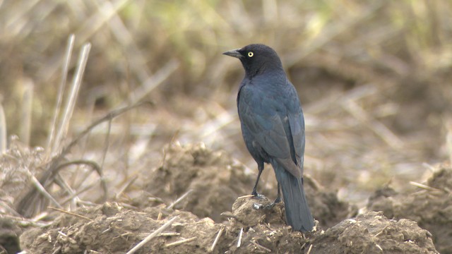 テリムクドリモドキ - ML476763