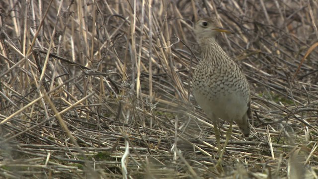 マキバシギ - ML476764