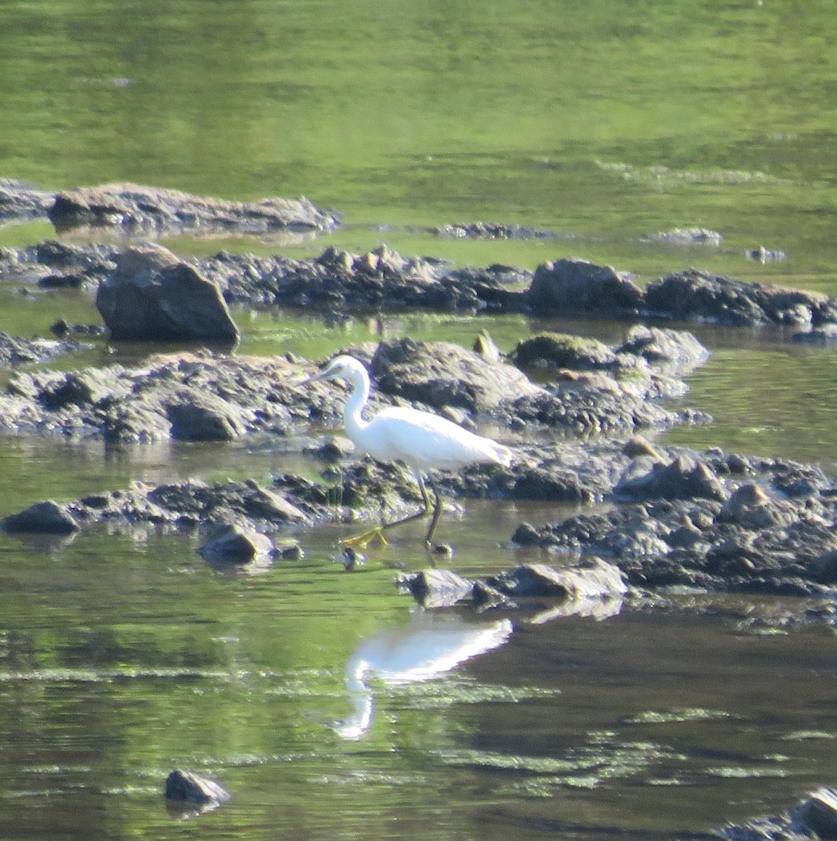 Snowy Egret - ML476764081