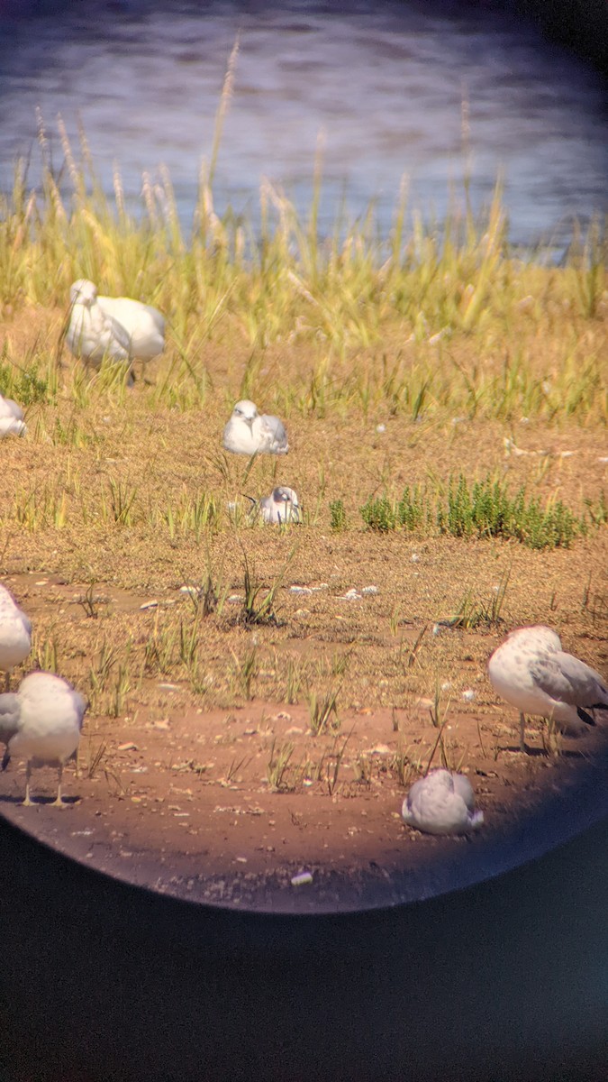 Gaviota Pipizcan - ML476764121