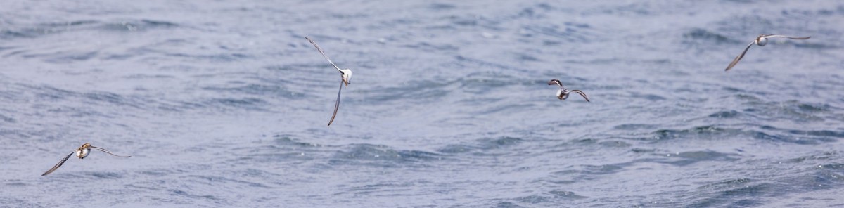 Red-necked Phalarope - ML476764371