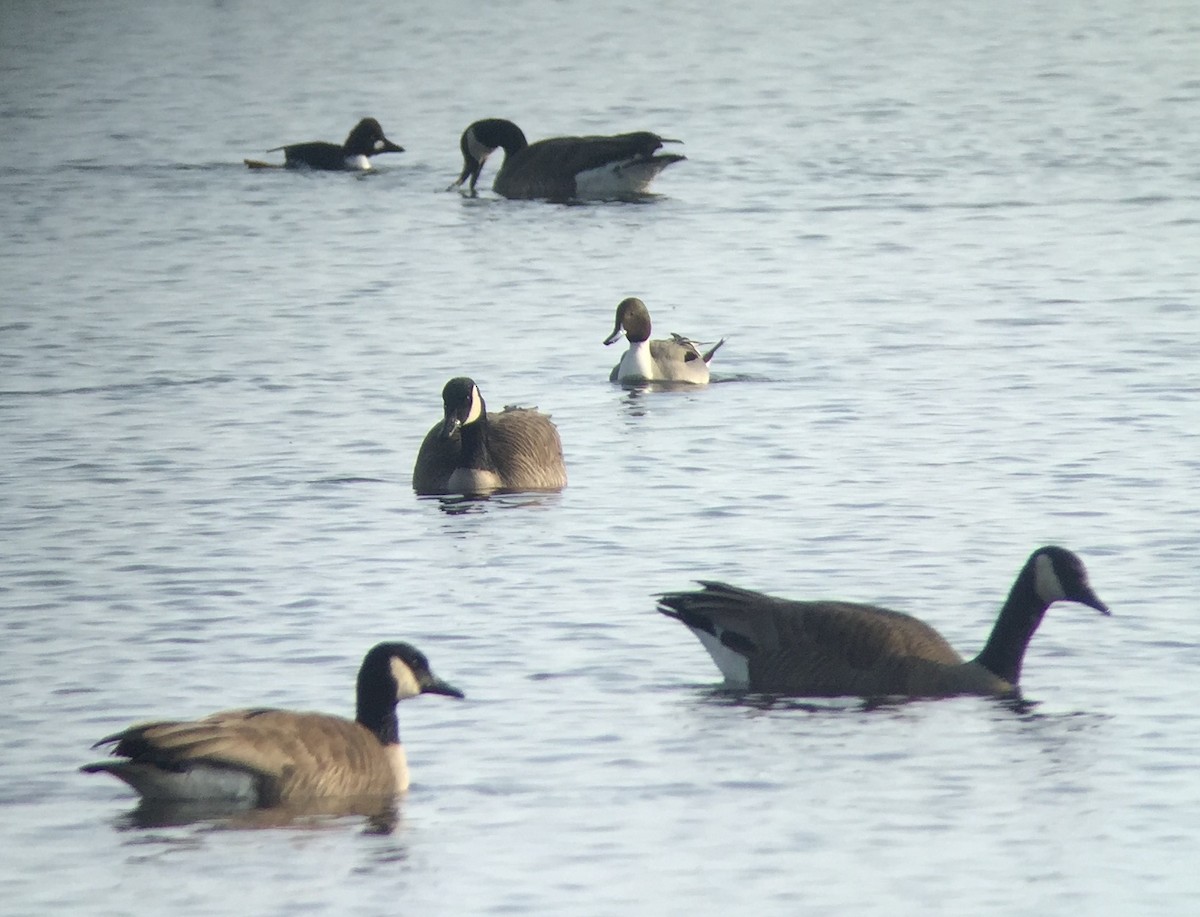 Northern Pintail - ML47676461