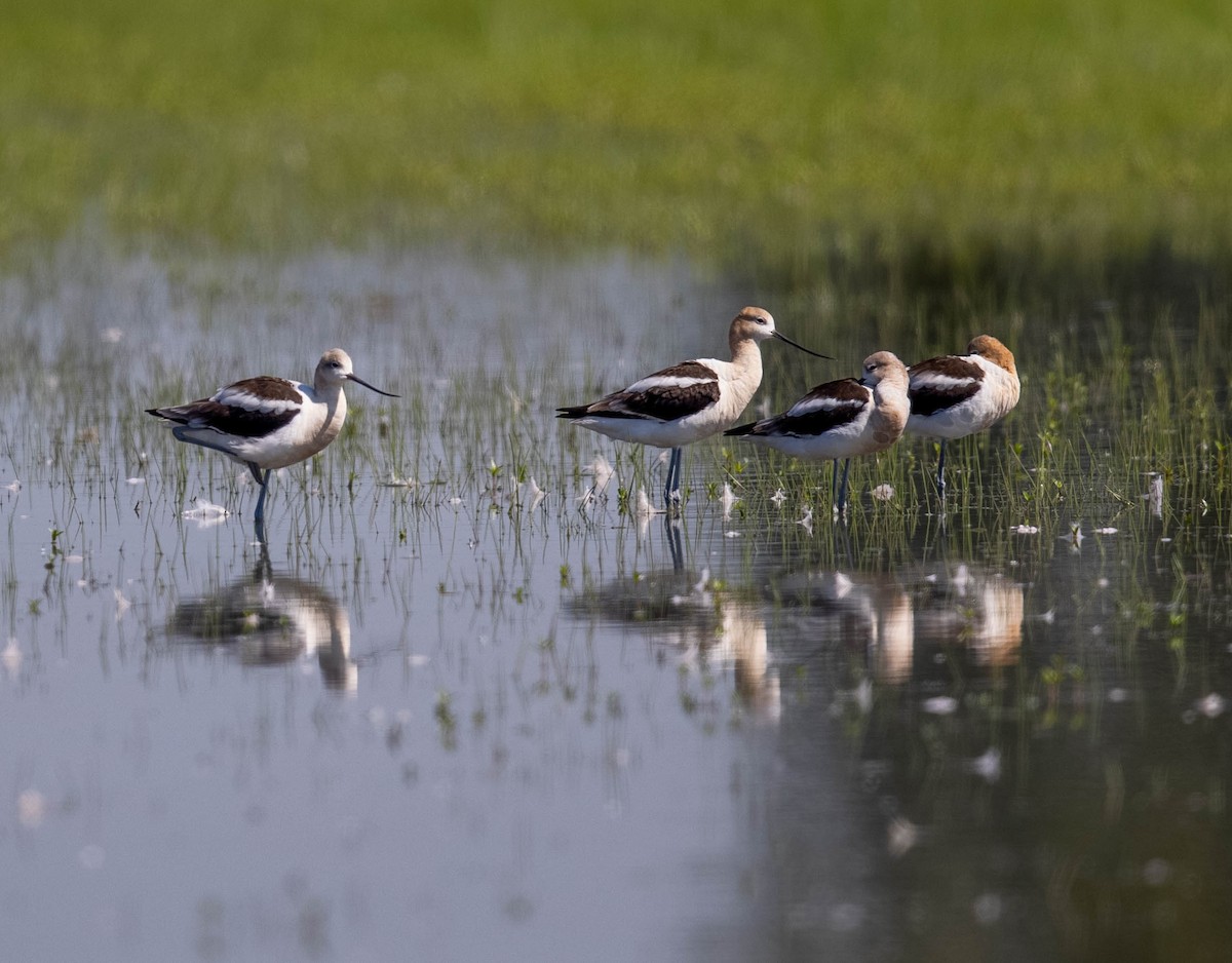 Avocette d'Amérique - ML476764961