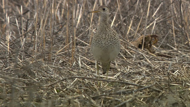 マキバシギ - ML476765