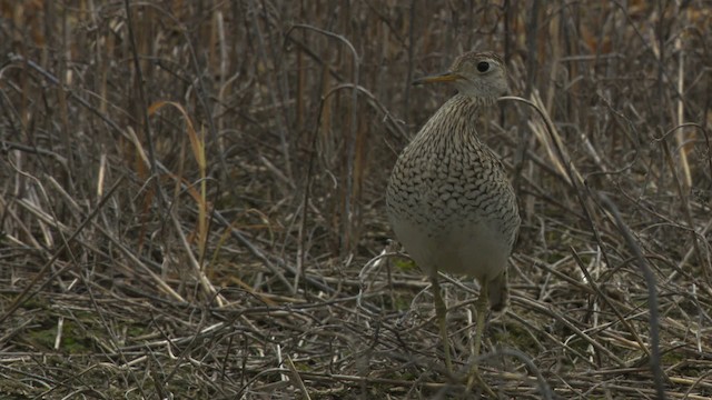 マキバシギ - ML476766