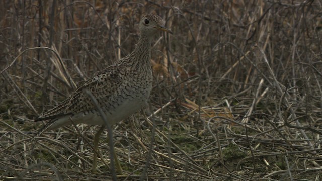 マキバシギ - ML476767