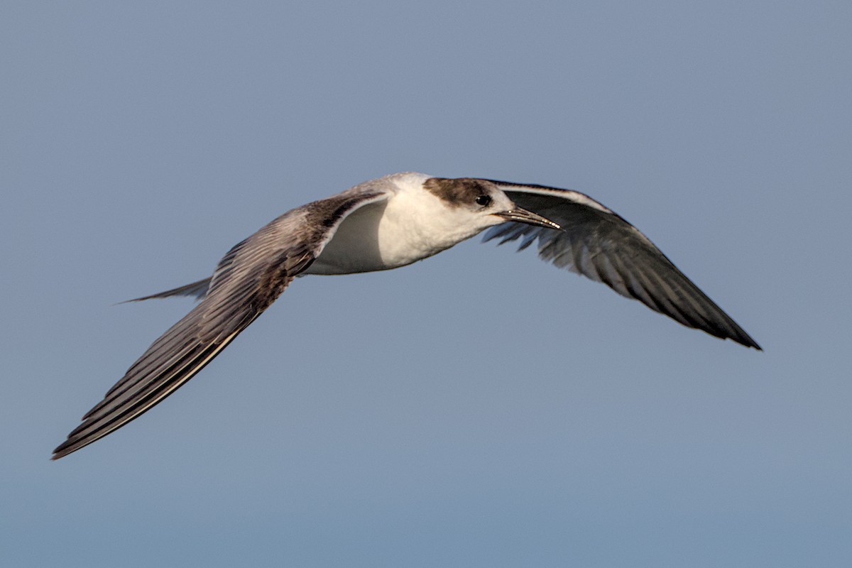 Common Tern - Piet Du Preez