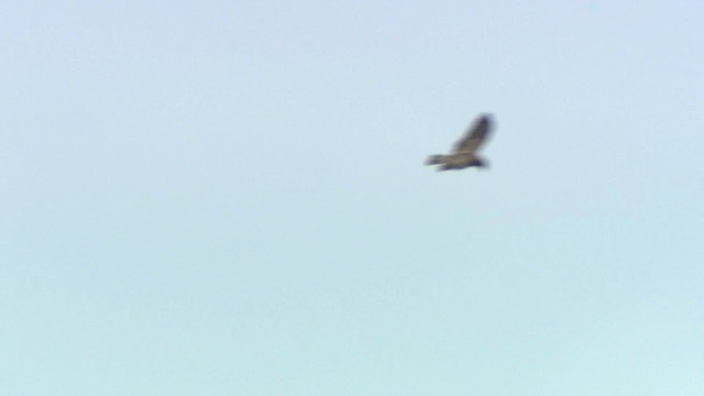 Swainson's Hawk - ML476768