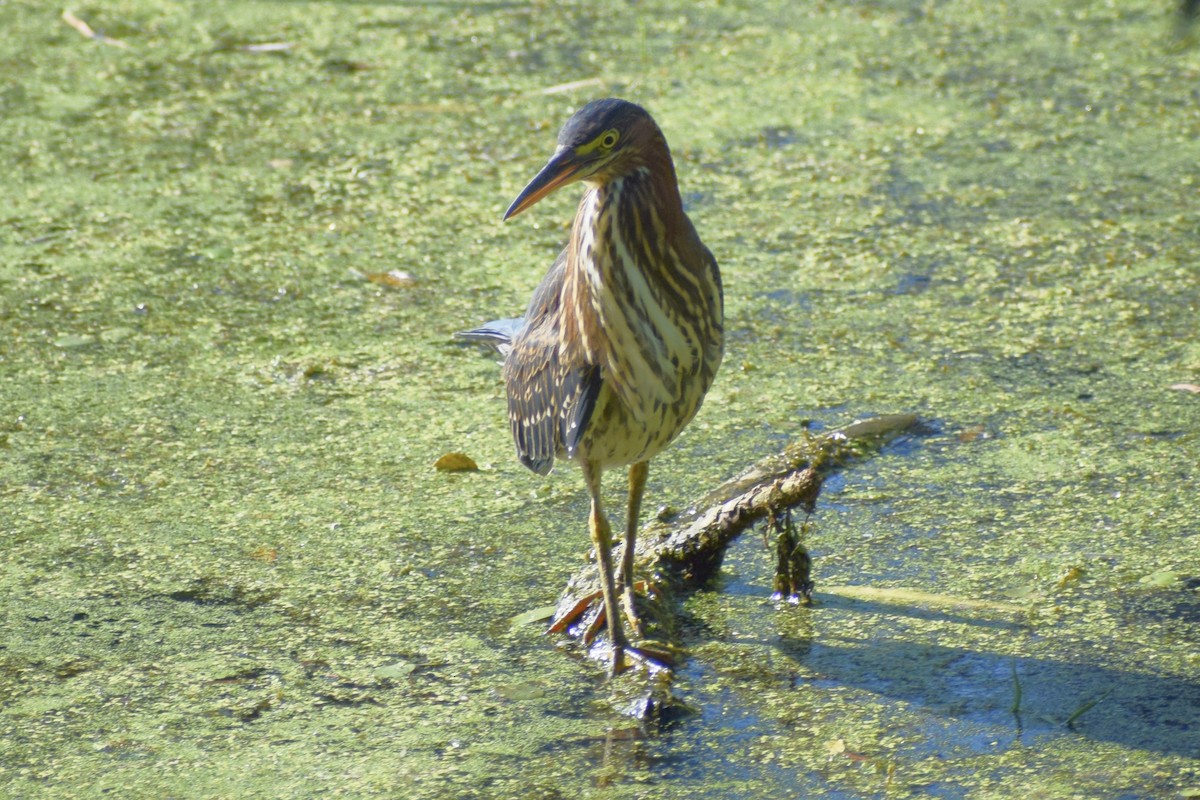 Green Heron - ML476769641