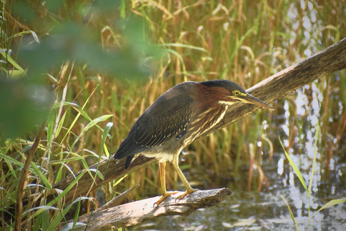 Green Heron - ML476769661