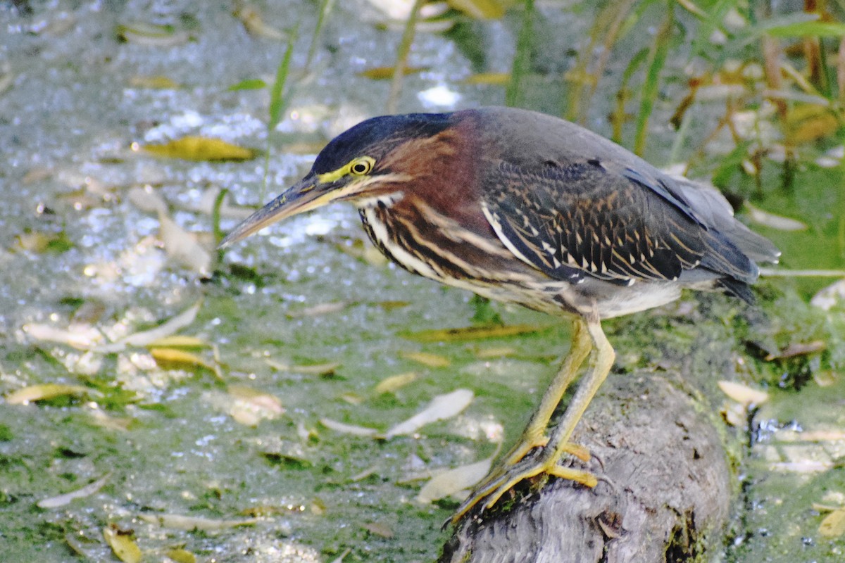 Green Heron - ML476769711