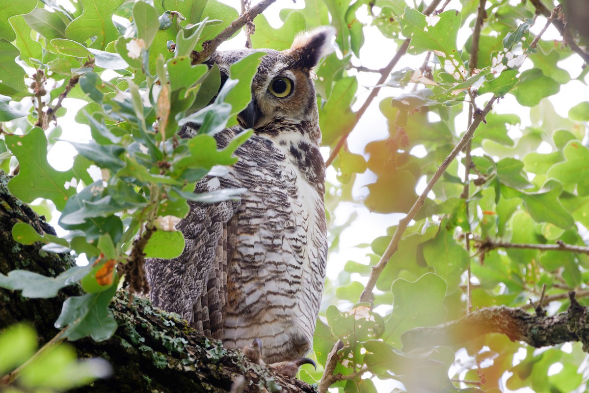 Great Horned Owl - ML476770031