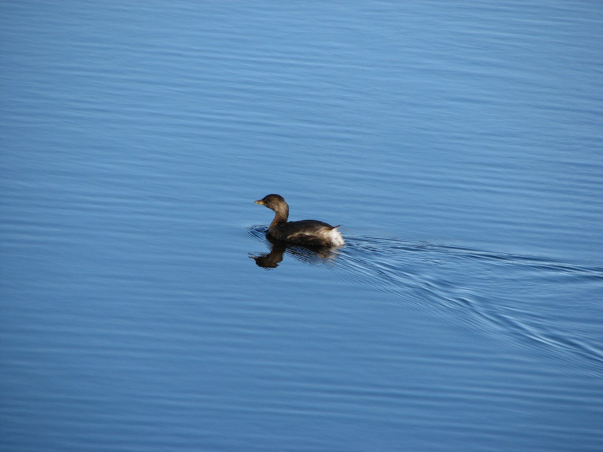 Pied-billed Grebe - ML47677011