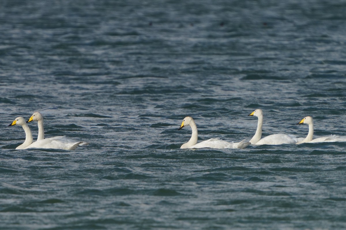 Whooper Swan - ML476770111