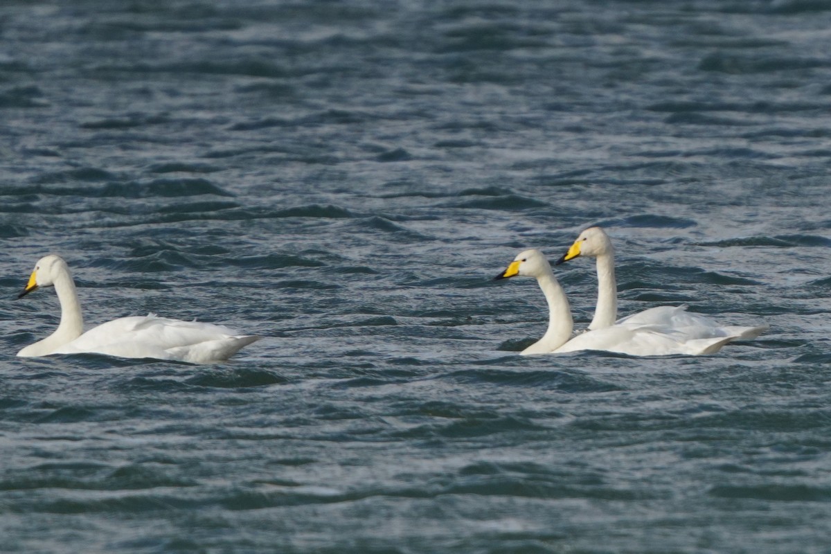 Whooper Swan - ML476770121