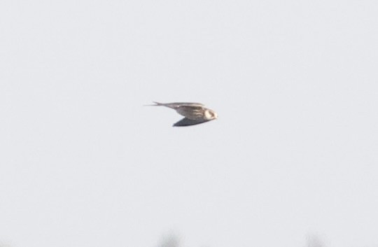 Red-footed Falcon - ML476770211