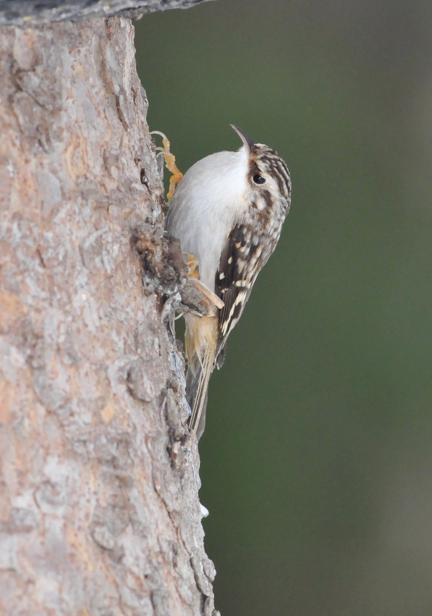 Brown Creeper - ML47677071