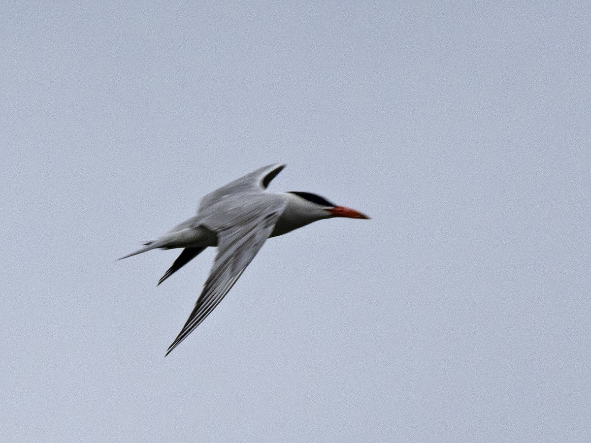 Caspian Tern - ML476771441