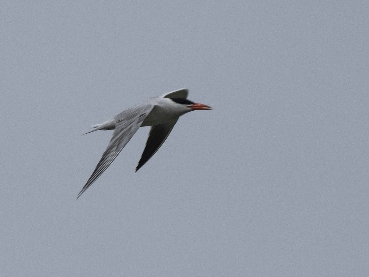 Caspian Tern - ML476771451