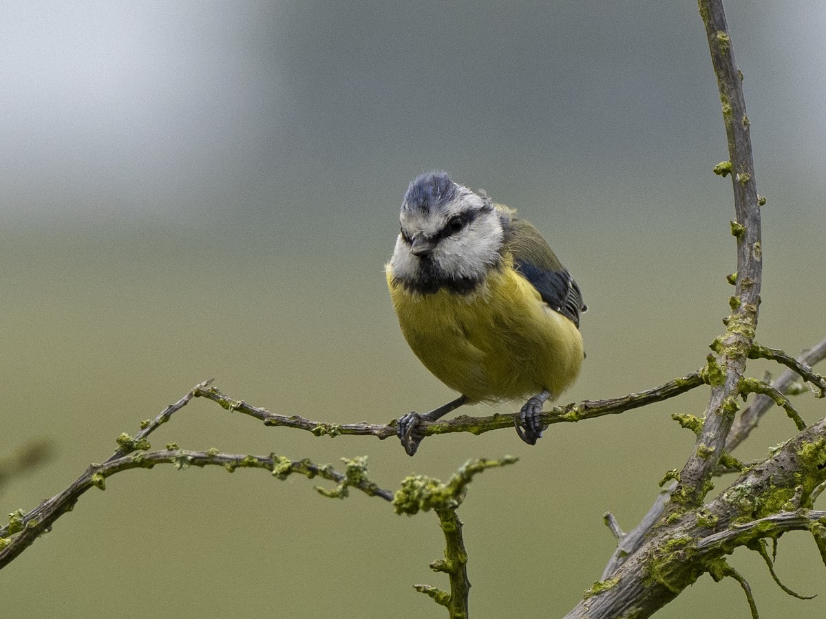 Eurasian Blue Tit - ML476771521