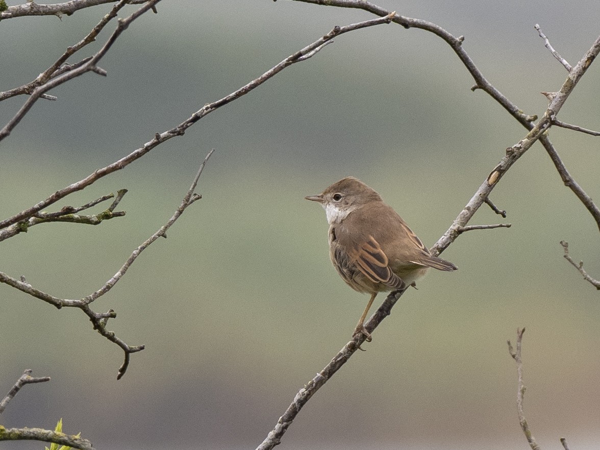 Greater Whitethroat - ML476771571