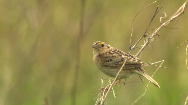 Grasshopper Sparrow - ML476773